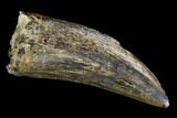 Serrated, Tyrannosaur Tooth - Judith River Formation, Montana #96779-1